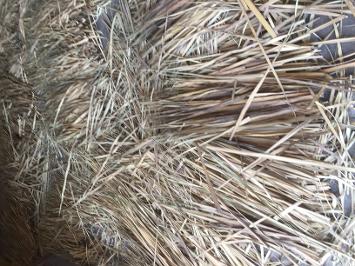 southeast palm and foliage, palm cross, palm sunday palms, palm fans, palm buds, palm for weaving, palm strips, frais, Entier Royale Palme, people palm, dwarf palm, stripped palm, Palm Sunday, palmette frais, palm crosses 